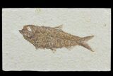 Detailed, Knightia Fossil Fish - Wyoming #78309-1